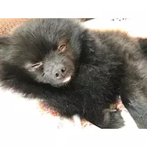 ティナ