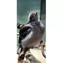 ひな