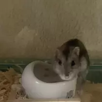 ちゃお