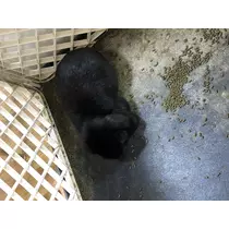 宝條 夏恋