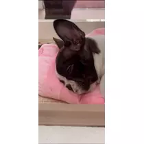 田中 レイ