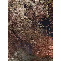 一条 サラ
