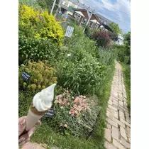 あやの