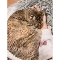 華宮 れい