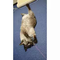 ひな