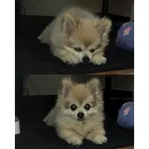 めい
