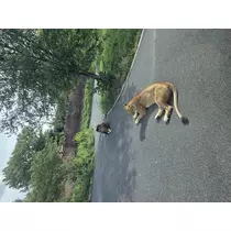 あおい