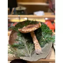 日向 茉莉