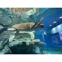 りん