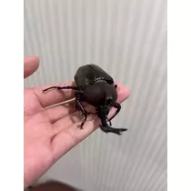 あい