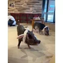 ふうか
