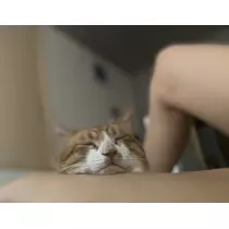 ほのか