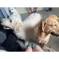 まや