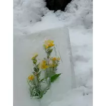 緑 四葉