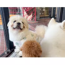 涼風 あき