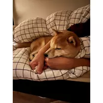 ツンデレかなの
