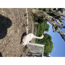 あおい