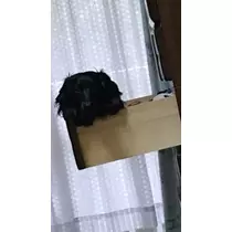 りえ