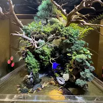 セリカ