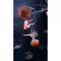 りり