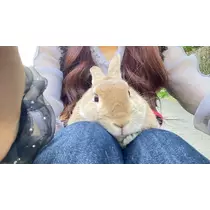 らん
