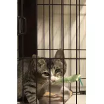 ななこ