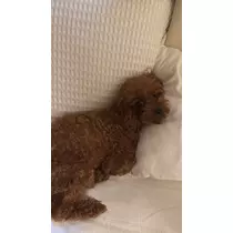 七星 ゆめ