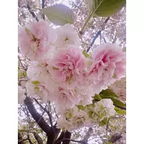 ひな