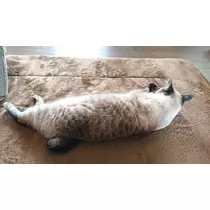 ひな