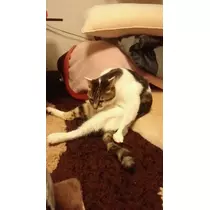 愛矢