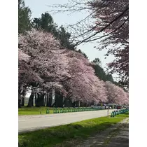 結城 かなの