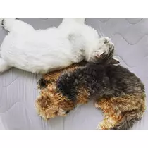 ねね
