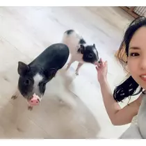 さくら