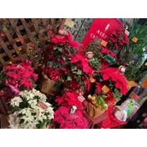 立華 碧