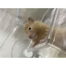 おと