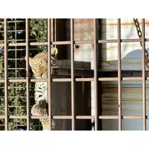 アユ