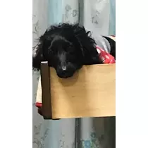 りえ