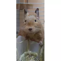 なっちゃん