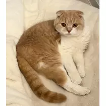 れいか