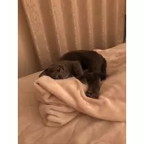 華