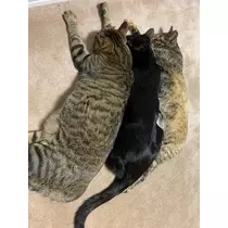 あお