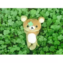 緑 四葉