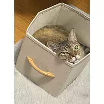 華宮 れい