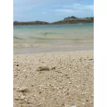 あり