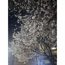 まなつ