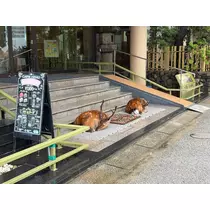 香川 ゆい
