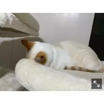 足立 はな