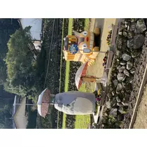 翠