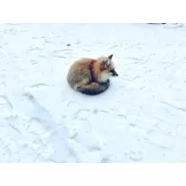 ゆかり
