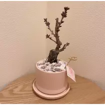 一条 みさき